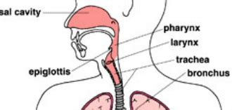 Larynx/Trachea - The Respiratory System