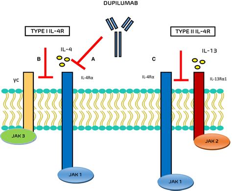 Mechanisms of action of Dupilumab. (A) Dupilumab inhibits IL-4 binding ...