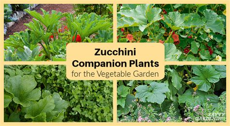 The Ultimate Guide To Companion Planting Zucchini And Peppers Vin Zanity