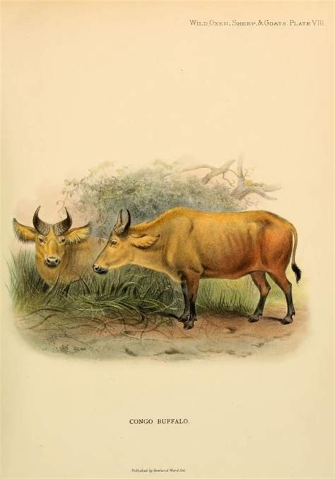 Wild Oxen Sheep Goats Of All Lands Living And Extinct