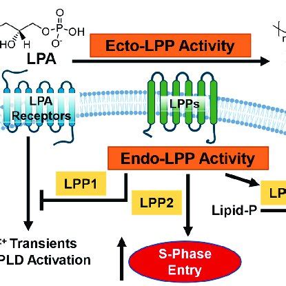 Survival Plots For Low And High Lpp Gene Expression In Breast Cancer