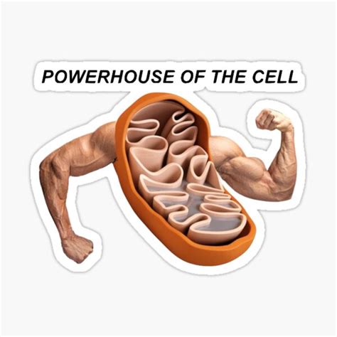 Powerhouse Mitochondria Cartoon : Midichlorians are the powerhouse of ...