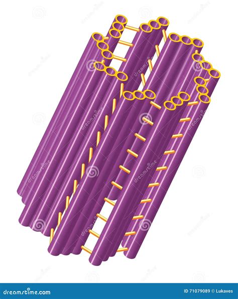 Centriole Stock Illustration Illustration Of Anatomy 71079089