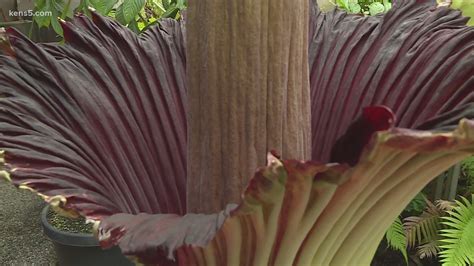 Flower Known For Smelling Like Rotting Flesh Blooming At San Antonio