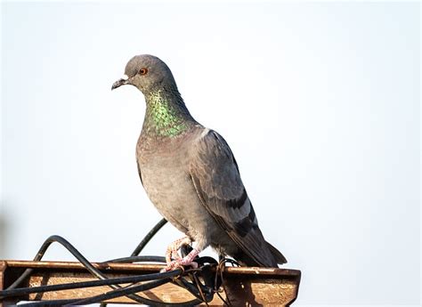 Pigeon Bird Dove Free Photo On Pixabay