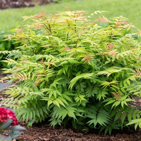 Sorbaria sorbifolia ‘Bococot’ Cherry On Top™ PP33639 | Piedmont