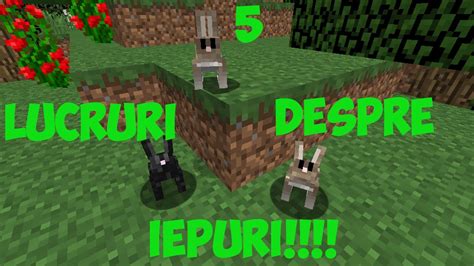 5 Lucruri Despre Iepuri Youtube