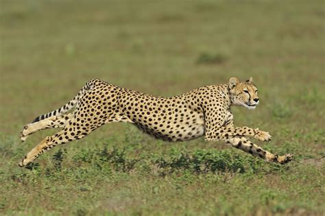 The 15 Fastest Animals In The World