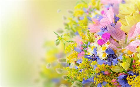 Summer Flowers Background wallpaper | 1920x1200 | #7564