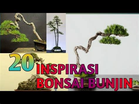 20 INSPIRASI Bonsai BUNJIN JUARA Bonsai Bunjin Pohondalampot YouTube