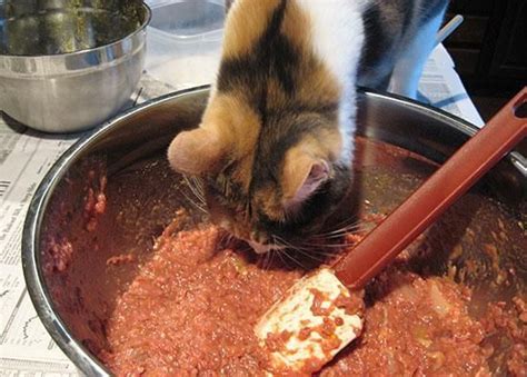 Homemade Raw Cat Food Recipes Artofit