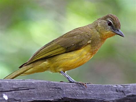 Yellow Bellied Greenbul Chlorocichla Flaviventris By Fransvandewalle