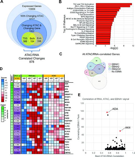 Integration Of Atac Seq And Rna Seq And Ebna Chip Seq Datasets A