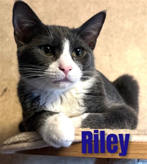 Cat For Adoption Riley An American Shorthair In Apache Ok Petfinder