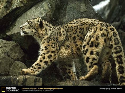 Snow Leopard National Geographic Wallpaper 9042088 Fanpop