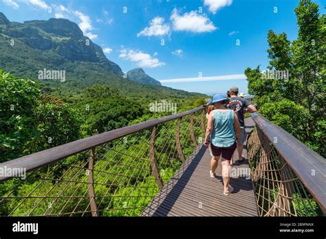 Kirstenbosch Tree Canopy Walkway The Centenary Tree Canopy Walkway ...