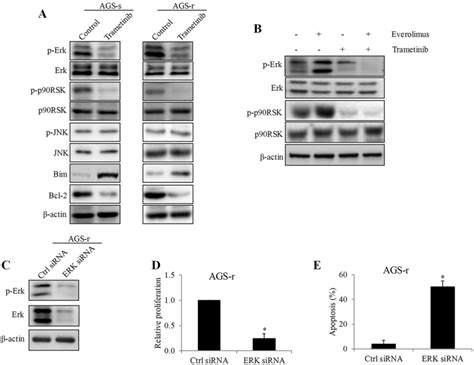 Trametinib Specifically Inhibits Erk Signaling In Gastric Cancer Cells