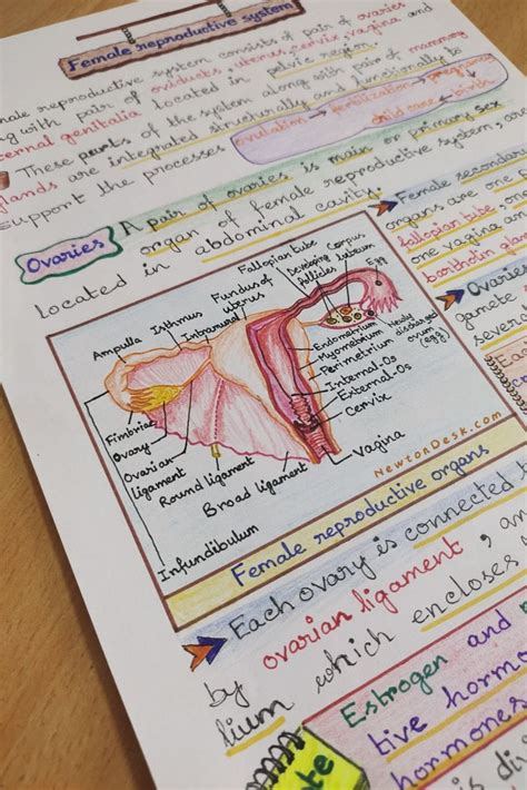 Female Reproductive System Aesthetic Study Notes Of Reproduction