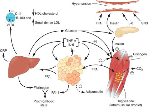 Triglyceride Metabolism Pathway