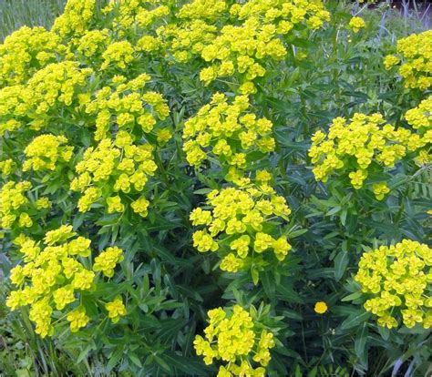 Sumpf-Wolfsmilch (Euphorbia palustris) | AquaNatur GmbH