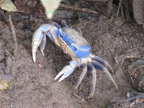 Blue crabs found to attack at low tide