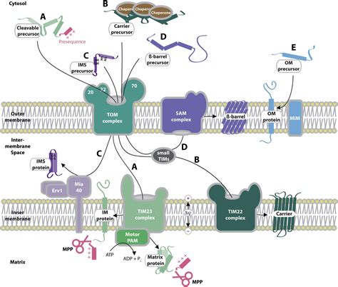 The Protein Import Machinery Of Mitochondria—a Regulatory Hub In Metabolism Stress And Disease