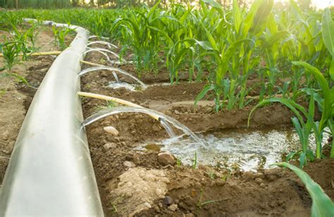 Furrow Irrigation Stock Photos, Pictures & Royalty-Free Images - iStock