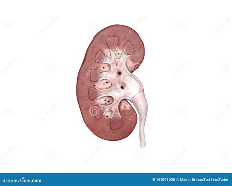 Anatomía Del Riñón Humano stock de ilustración Ilustración de orina