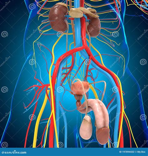 Male Reproductive System Anatomy For Medical Concept 3d Stock Illustration Illustration Of