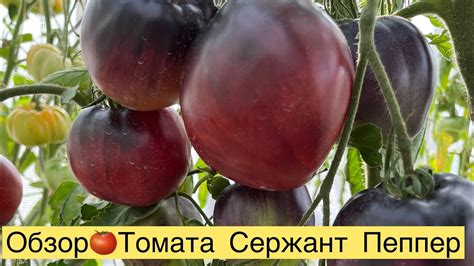 ОБЗОР🍅ТОМАТА СЕРЖАНТ ПЕППЕР👍🏻👩‍🌾 - YouTube