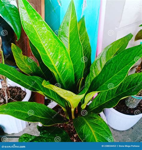 Anthurium Keris Is The Immortal Stock Image Image Of Leaf Food