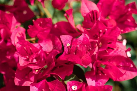 Beautiful Pink Bougainvillea Blooming In Sunny Day Stock Image Image