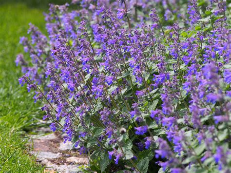 Catmint Vs Lavender Whats The Difference A Z Animals