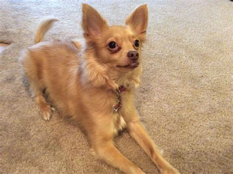 Abby Is A Chihuahuapekingese Mix Dog Pekingese Mix Pekingese