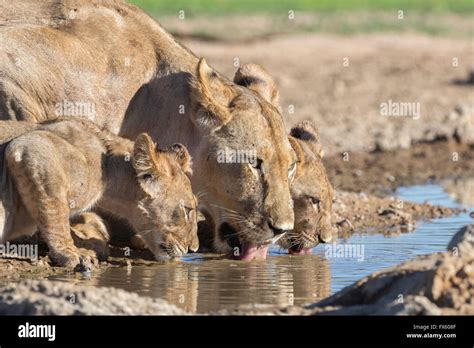 African Lion Cub At Waterhole Hi Res Stock Photography And Images Alamy