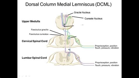 Dorsal Columnmedial Lemniscus Pathway Sensory Pathways