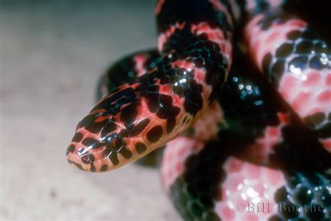 Eastern Mud Snake Snakes Nature In Focus