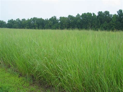 Switchgrass