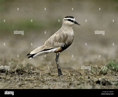 Lapwing Hi Res Stock Photography And Images Alamy