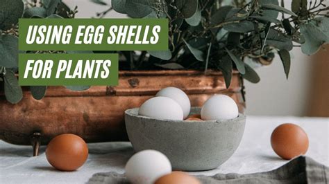 How To Use Egg Shells For Plants