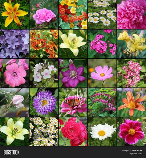 300 Types Of Flowers With Names From A To Z And Pictures 47 Off