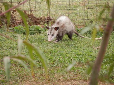 Opossums | Animal Trackers Wildlife Company