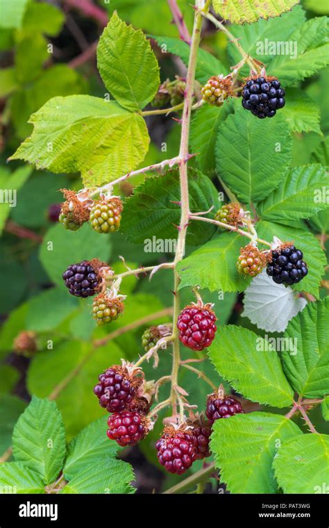 Blackberry Tree Identification