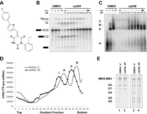 Identification Of A Small Molecule Inhibitor That Stalls Splicing At An