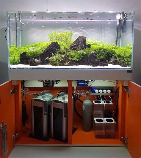 Aquarium Setup with Freshwater Fish