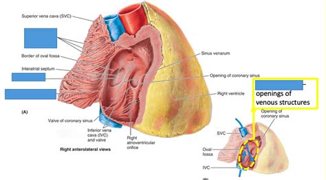 Right Atrium Diagram | Quizlet