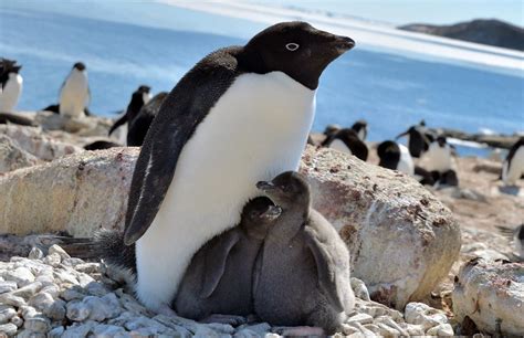 Researchers Shocked to Find Antarctic Penguins Much Happier With Less ...