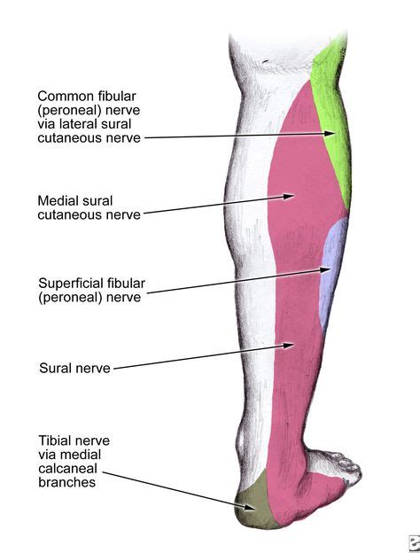 7 Sural Nerve Ideas Nerve Nerve Anatomy Anatomy