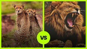 Cheetah vs. African Lion - Hypothetical Animal Battles