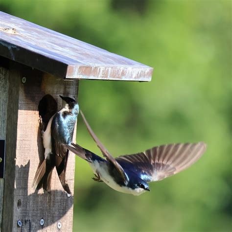 York - 🪺🐦 What’s nesting in your backyard? Come find out at our next